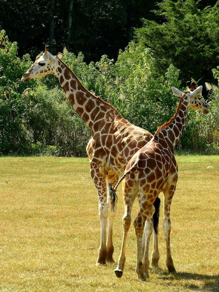 Parco Zoo Punta Verde: un viaggio nel mondo animale che parla ai giovani